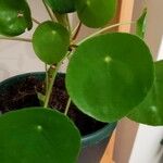 Pilea peperomioides Leaf