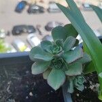 Aeonium lancerottense Blatt