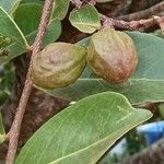 Chrysobalanus icaco Fruit