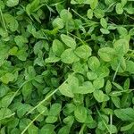 Trifolium repens Folha