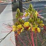 Caesalpinia gilliesii Fleur