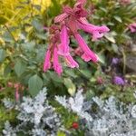 Salvia involucrataÇiçek