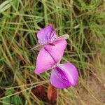 Vigna unguiculata Flower