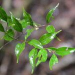Eugenia oerstediana Hoja