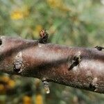 Hippophae rhamnoides Bark