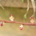 Bulbophyllum falcatum Çiçek