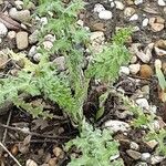 Echinops sphaerocephalus 葉