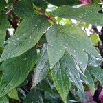 Paeonia × suffruticosa Leaf