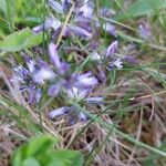 Polygala vulgaris Fleur