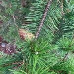 Pinus pungens 葉