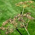 Peucedanum palustre Vrucht