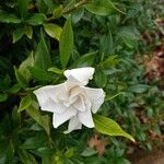 Gardenia augusta Cvet