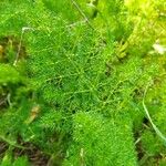 Meum athamanticum Leaf