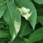 Cephalaria gigantea Leaf