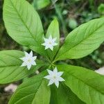 Lysimachia borealis Flower