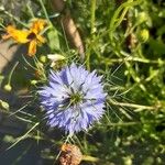 Nigella damascenaപുഷ്പം