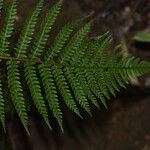 Polystichum setiferum Blad