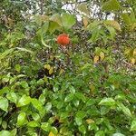 Eugenia uniflora Fruit