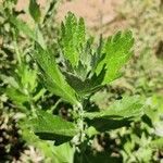 Artemisia suksdorfii Leaf