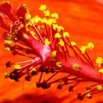 Hibiscus rosa-sinensis Flower