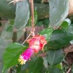 Opuntia cochenillifera Цвят