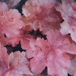 Heuchera sanguinea Foglia