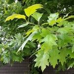 Quercus velutina Lehti
