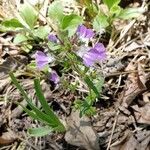 Collinsia violacea Цветок