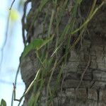 Peperomia glabella Bark