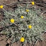 Helichrysum anomalum Flor