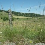 Helictochloa pratensis Habitat