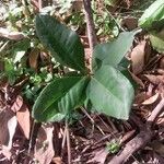 Ardisia compressa Leaf