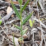 Pterostylis recurva 葉