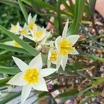 Tulipa turkestanica Flor