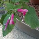 Salvia dorisiana Flower