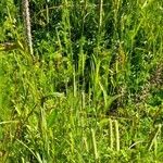 Phleum pratense 整株植物