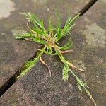 Poa infirma 整株植物