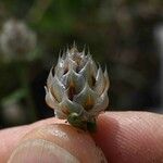 Centaurea deusta Meyve