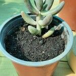 Sedum pachyphyllum List