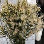 Baccharis sarothroides Hoja