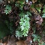 Hymenophyllum tunbrigense