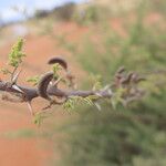 Vachellia hebeclada Плод