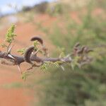 Acacia hebeclada Fruit