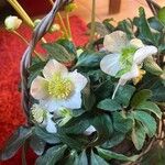 Helleborus nigerKvět