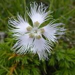 Dianthus hyssopifolius Květ