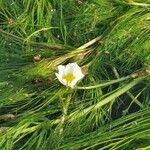 Ranunculus fluitans Blomma