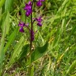 Anacamptis laxiflora Flor