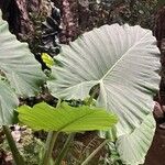 Alocasia macrorrhizos Листок