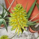 Aloe sheilae Gyümölcs