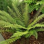 Polystichum setiferum Συνήθη χαρακτηριστικά